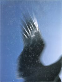 Gartmann, Fliegen. (Umschlag)