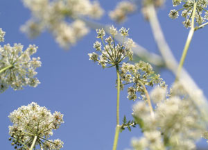 bildreich karten PK 47: frühlingstaumel I.