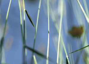 bildreich karten PK 49: frühlingsflirren III.