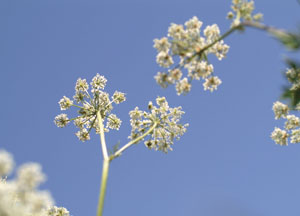 bildreich karten PK 51: frühlingstaumel II.