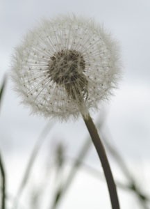 bildreich karten PK 61: löwenzahn III.