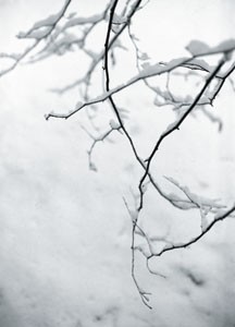 bildreich karten PK 78: elfenau IV.