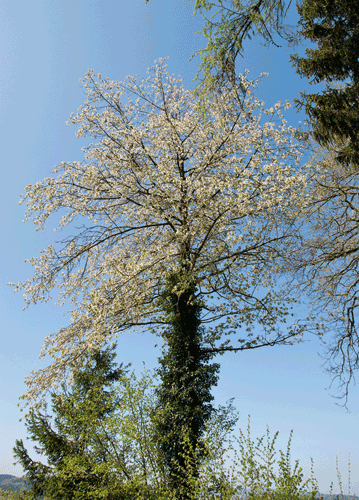 bildreich karten PK 1120: blueten, blueten, blueten!.