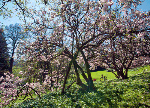 bildreich karten PK 1121: unter magnolien.