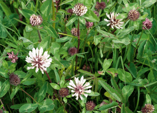 bildreich karten PK 1123: kleewiese I.