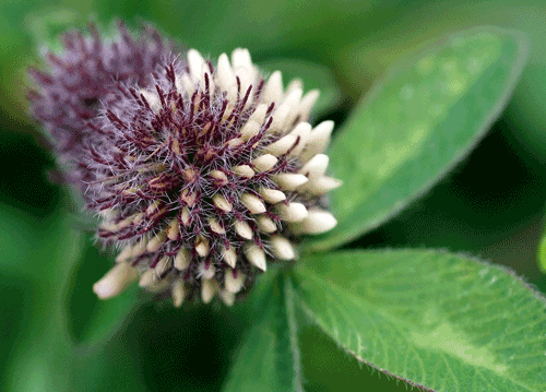 bildreich karten PK 1124: kleepompons.