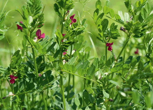 bildreich karten PK 1128: purpur im gruenen.