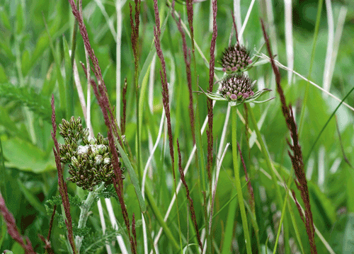 bildreich karten PK 1129: wiesengefluester I.
