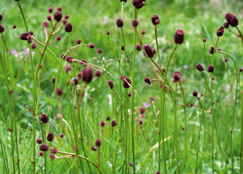 bildreich karten PK 1130: pimpinellen.