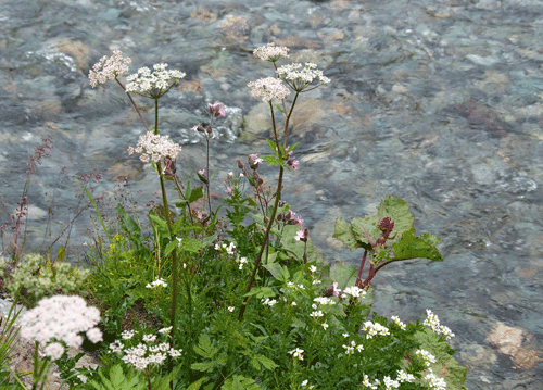 bildreich karten PK 1131: dolden am bach.