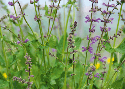 bildreich karten PK 1133: wiesensalbei.