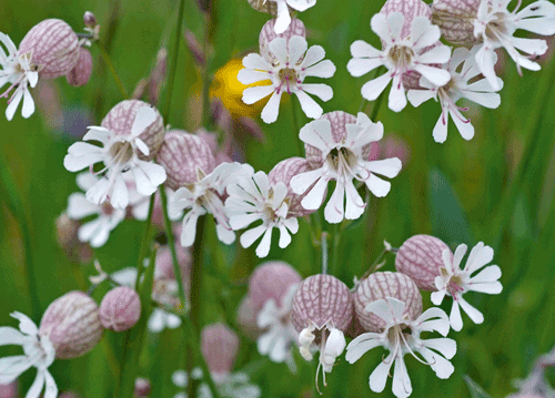 bildreich karten PK 1135: nachfalters nektartoepfchen.