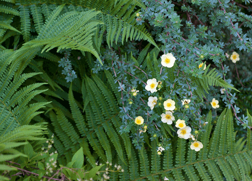 bildreich karten PK 1140: farnfluestern.