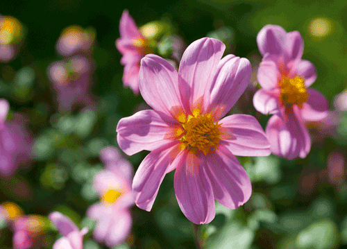 bildreich karten PK 1151: im nachmittagslicht.