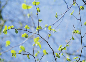 bildreich karten PK 127: frühling III.