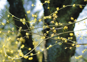 bildreich karten PK 155: frühling IV.