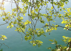 bildreich karten PK 156: platanen I.