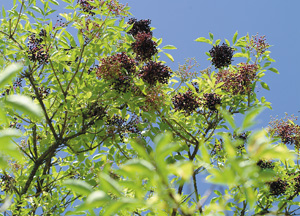 bildreich karten PK 157: holunder I.