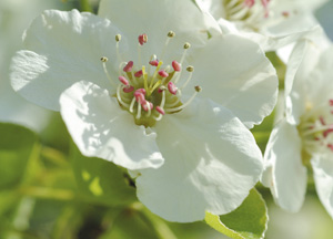 bildreich karten PK 159: apfelblüte.