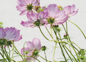 bildreich karten PK 161: cosmea I.