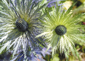 bildreich karten PK 179: distelpaar.