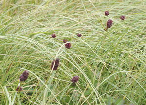 bildreich karten PK 184: im herbstwind.