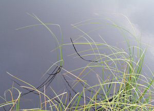 bildreich karten PK 186: abendwind.