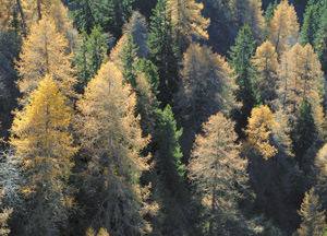 bildreich karten PK 190: herbstgold.