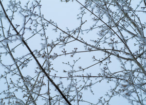 bildreich karten PK 196: rauhreif III.