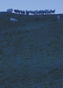 bildreich karten PK 204: abendbegegnung.