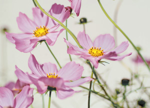 bildreich karten PK 241: cosmea II.