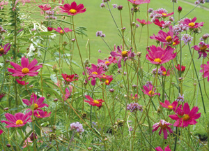 bildreich karten PK 250: cosmea III.