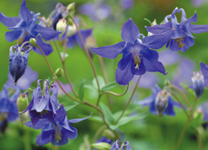 bildreich karten PK 251: akelei I.