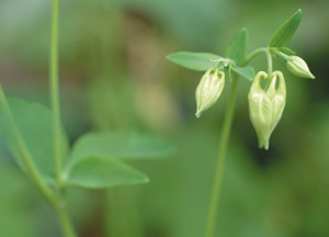 bildreich karten PK 253: im frühling.