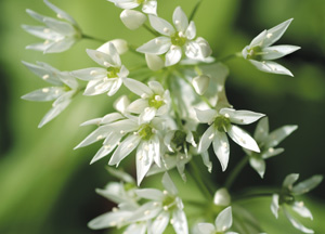 bildreich karten PK 316: allium ursinum, bärlauch.