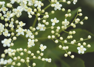 bildreich karten PK 318: sambucus nigra, schwarzer holunder.