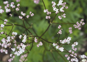 bildreich karten PK 321: valeriana officinalis, echter baldrian.