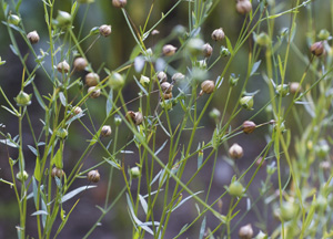 bildreich karten PK 326: linum usitatissimum, lein / flachs.