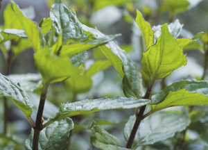 bildreich karten PK 330: mentha x piperita, pfefferminze.