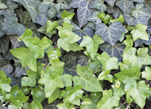 bildreich karten PK 332: hedera helix, efeu.
