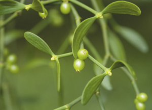 bildreich karten PK 333: viscum album, mistel.