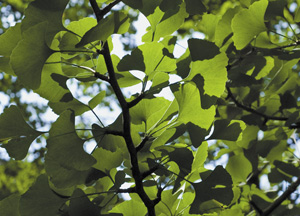 bildreich karten PK 334: ginkgo biloba, ginkgo.