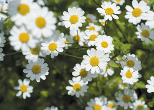 bildreich karten PK 335: tantacetum parthenium, mutterkraut.