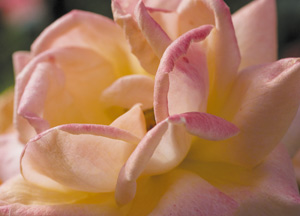 bildreich karten PK 355: im morgenlicht.