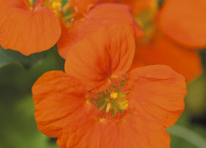 bildreich karten PK 409: tropaeolum majus, kapuzinerkresse.