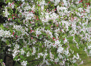 bildreich karten PK 423: apfelblüten II.