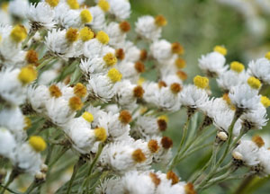 bildreich karten PK 463: tschuppelchen.