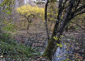 bildreich karten PK 466: verklärter herbst.