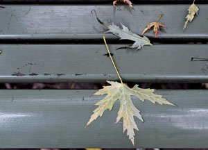 bildreich karten PK 470: herbst.