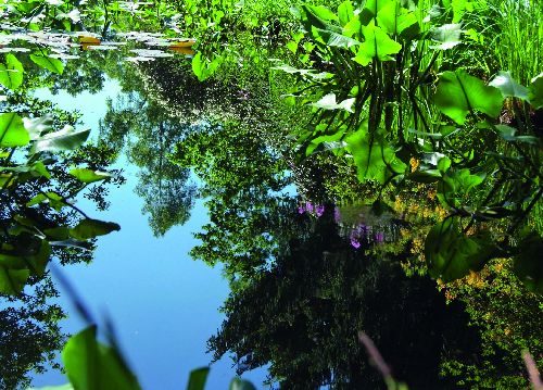 bildreich karten PK 523: morgen am teich I.